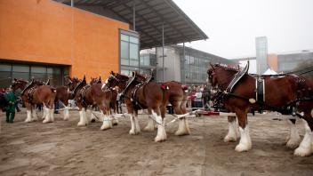 clydesdale pic