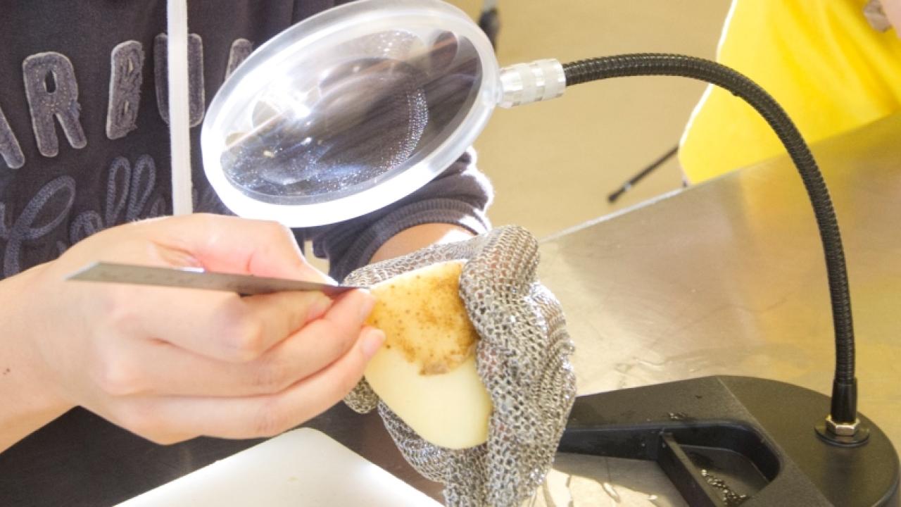 what-is-food-science-food-science-and-technology