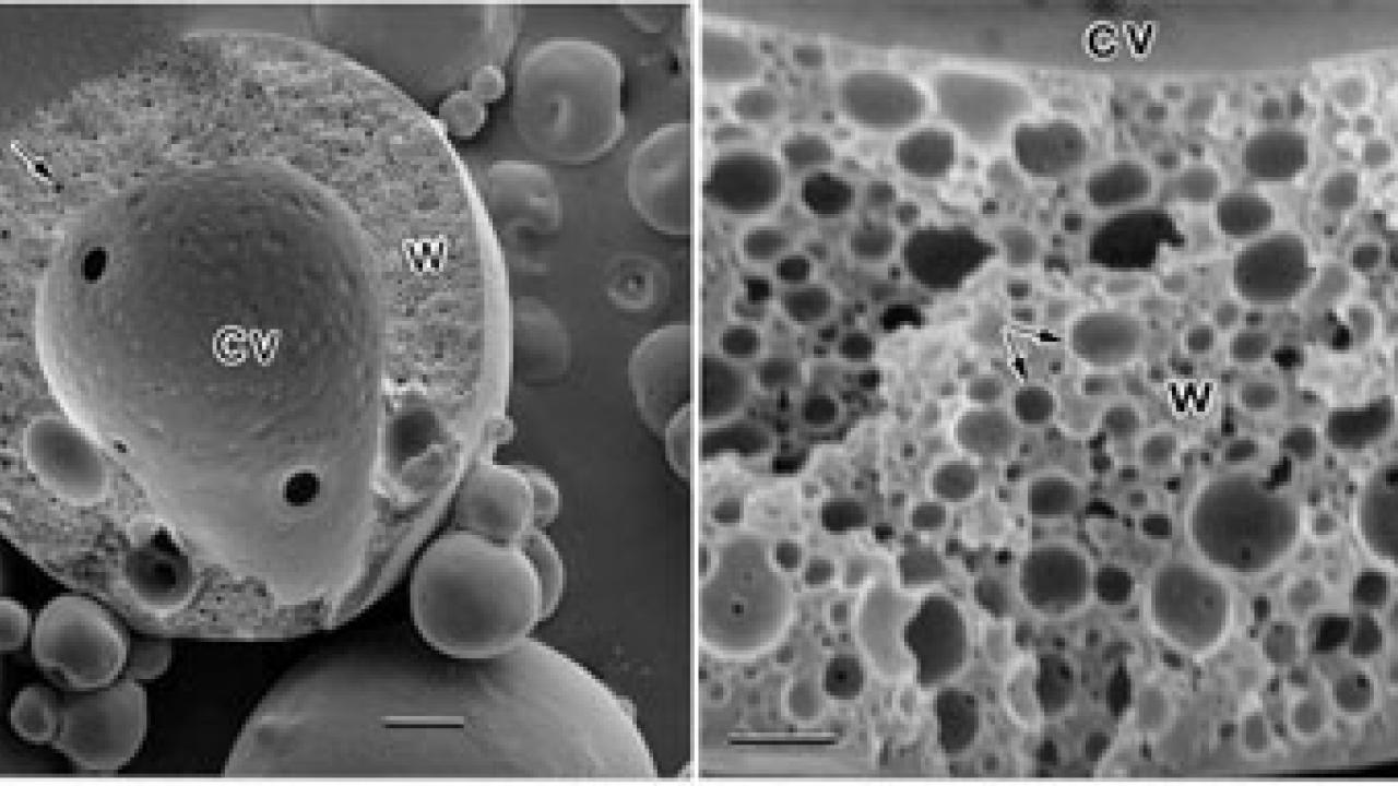 Microencapsulation in Food and Related Applications