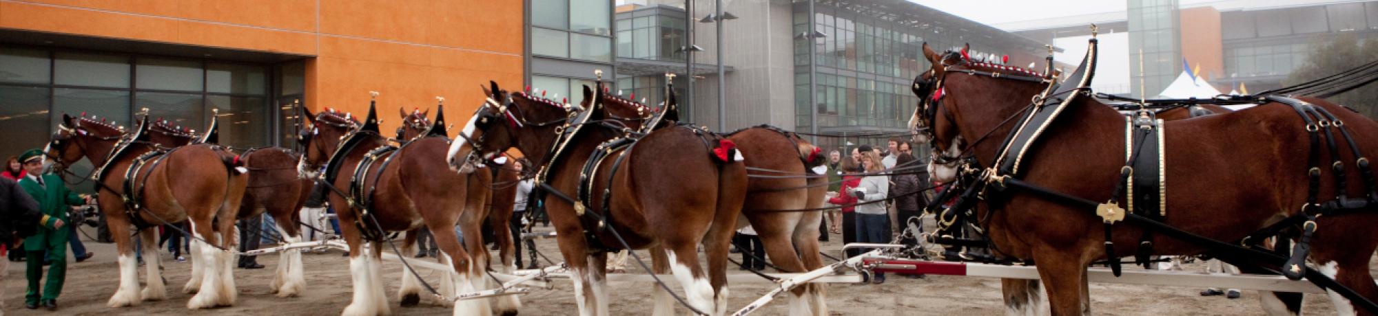 clydesdale pic